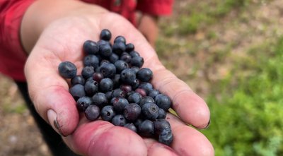 "Це наш заробіток": як на Рівненському Поліссі збирають чорниці "Це наш заробіток": як на Рівненському Поліссі збирають чорниці