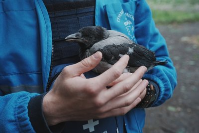 пташеня сірої ворони пташеня сірої ворони