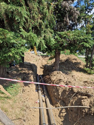 Кедри в Ужгороді врятував розголос. Але чи не загинуть вони згодом? Кедри в Ужгороді врятував розголос. Але чи не загинуть вони згодом?