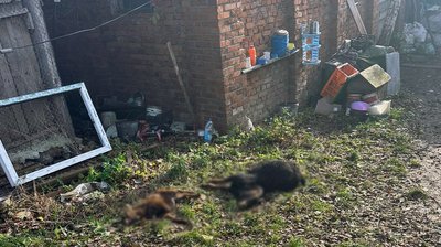 Інші тварини центру загинули унаслідок втечі левиць