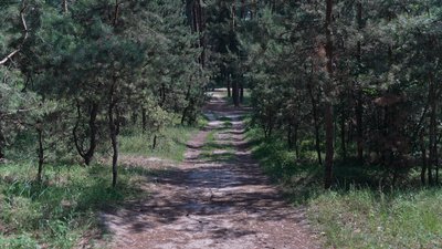 "Збираю ті, які я добре знаю": як не отруїтися під час грибного сезону на Сумщині "Збираю ті, які я добре знаю": як не отруїтися під час грибного сезону на Сумщині