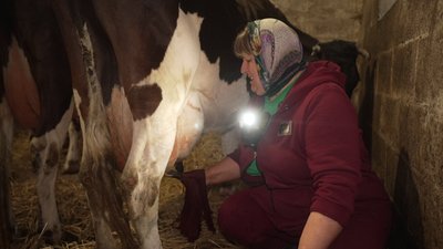Тримають три корови, два бички і двох телят: господарство подружжя Костюкевичів із села Малеве на Рівненщині Тримають три корови, два бички і двох телят: господарство подружжя Костюкевичів із села Малеве на Рівненщині