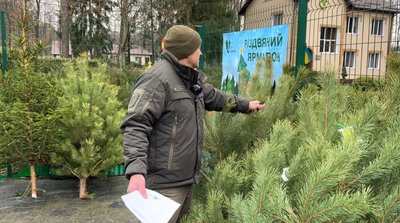 "Щоб мати гарне дерево – потрібно 10 років": як вирощують та де придбати новорічну ялинку на Рівненщині "Щоб мати гарне дерево – потрібно 10 років": як вирощують та де придбати новорічну ялинку на Рівненщині