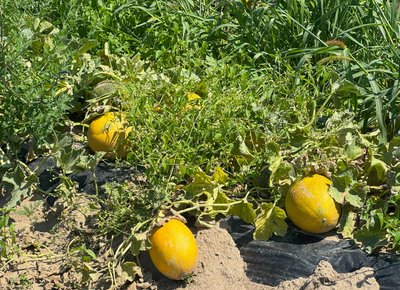 30 гривень за кілограм кавуна, 50 — за кілограм дині просять на ринку в Ужгороді 30 гривень за кілограм кавуна, 50 — за кілограм дині просять на ринку в Ужгороді