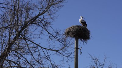 "Лелека виживе, Україна вистоїть": як птаху на ім'я Буся допомагали пережити зиму жительки селища на Рівненщині "Лелека виживе, Україна вистоїть": як птаху на ім'я Буся допомагали пережити зиму жительки селища на Рівненщині