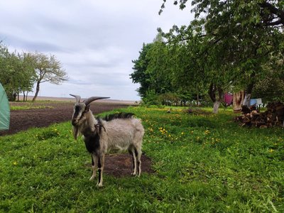 анджеліка кравець, село, хутір лисички, вишнівець, переїхала з києва на хутір анджеліка кравець, село, хутір лисички, вишнівець, переїхала з києва на хутір