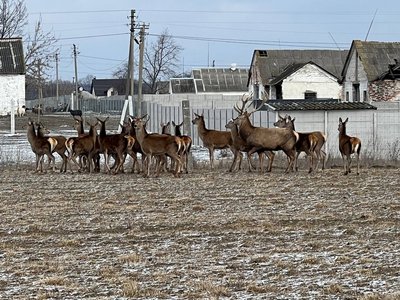 На Вінниччині розвивають екологічне фермерство: у Бохониках розводять оленів і бізонів На Вінниччині розвивають екологічне фермерство: у Бохониках розводять оленів і бізонів
