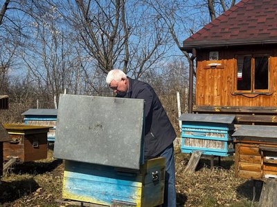 Масова загибель бджіл після зими: які причини на Вінниччині Масова загибель бджіл після зими: які причини на Вінниччині