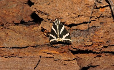 Ведмедиця Гера (Euplagia quadripunctaria) на відслоненні сапоніту в геологічному заказнику «Голицький». Резолюція 6 Бернської конвенції. Варварівське лісництво Ведмедиця Гера (Euplagia quadripunctaria) на відслоненні сапоніту в геологічному заказнику «Голицький». Резолюція 6 Бернської конвенції. Варварівське лісництво