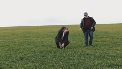 Як погода на Кіровоградщині впливає на озимі зернові культури Як погода на Кіровоградщині впливає на озимі зернові культури