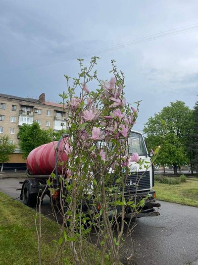 В Словʼянську висаджують магнолії