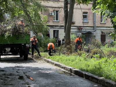 Дерево, яке травмувало дитину у Полтаві, визнали аварійним 5 років тому: чому не спиляли Дерево, яке травмувало дитину у Полтаві, визнали аварійним 5 років тому: чому не спиляли
