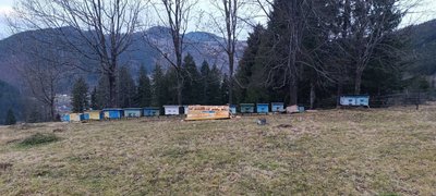 Не сплять через теплу зиму: у горах на Буковині ведмеді ходять біля людських осель Не сплять через теплу зиму: у горах на Буковині ведмеді ходять біля людських осель