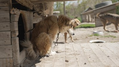 Притулок для собак Притулок для собак