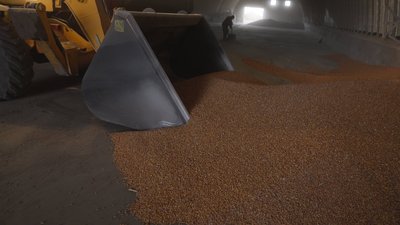 На Вінниччині зібрали чверть врожаю кукурудзи: техніка буксує, зерно — надто вологе На Вінниччині зібрали чверть врожаю кукурудзи: техніка буксує, зерно — надто вологе