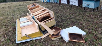 Тепла зима порушила сплячку ведмедів: на Буковині місцеві жителі фіксують появи ведмедя біля осель. Тепла зима порушила сплячку ведмедів: на Буковині місцеві жителі фіксують появи ведмедя біля осель.