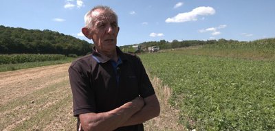 вирощування кавунів, поради