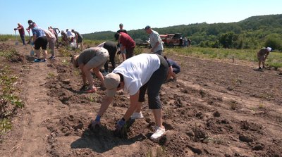 У «Яру півоній» на Черкащині висадили три сотні нових кущів У «Яру півоній» на Черкащині висадили три сотні нових кущів