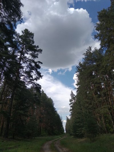 Ліс у Вовчанській громаді