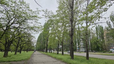 У Миколаєві близько 60 відсотків дерев підлягають знесенню: що відомо та що думають місцеві жителі