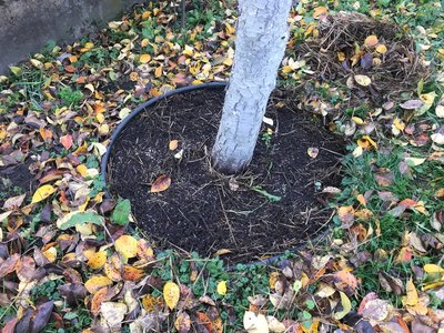 Догляд за плодовими деревами восени: поради житомирської садівниці Догляд за плодовими деревами восени: поради житомирської садівниці