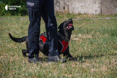 Шукають наркотики та вибухівку: як в Одесі тренують службових собак Шукають наркотики та вибухівку: як в Одесі тренують службових собак