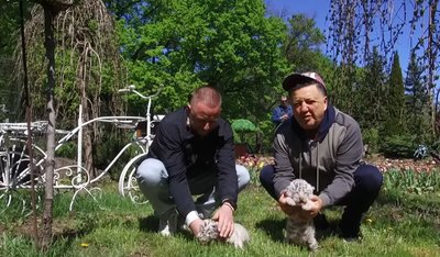 В Фельдман екопарку під Харковом народилися двоє тигренят В Фельдман екопарку під Харковом народилися двоє тигренят