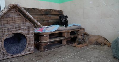 Поблизу Дніпра відкрили хоспіс для літніх собак: як він працює