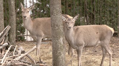 Ведмеді лягають у сплячку: як черкаський зоопарк готується до зими
