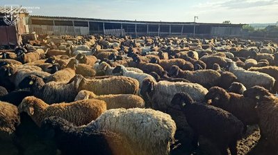 Розкрадання державних дотацій: на Одещині викрили "ферми-привиди" Розкрадання державних дотацій: на Одещині викрили "ферми-привиди"
