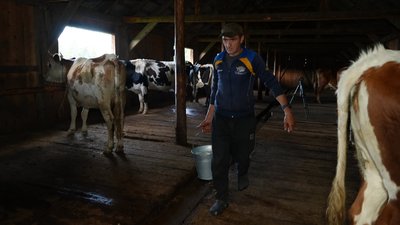 Карпати, ватаг, вівці, Василь Юріяк, літування Карпати, ватаг, вівці, Василь Юріяк, літування