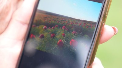 Частина Донеччини на Черкащині: переселенці висадили півонії як символ рідного дому Частина Донеччини на Черкащині: переселенці висадили півонії як символ рідного дому