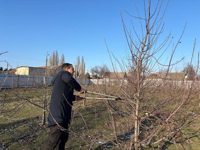 "Це витвір мистецтва": черкаський садівник розповів про весняну обрізку яблунь
