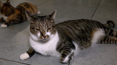 Три роки чекали на дім: двоє котів-друзів із вінницького котопростору їдуть до Відня Три роки чекали на дім: двоє котів-друзів із вінницького котопростору їдуть до Відня