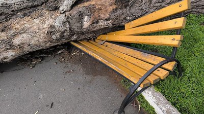 Деревопад на вулицях міста: наслідки негоди в Одесі Деревопад на вулицях міста: наслідки негоди в Одесі