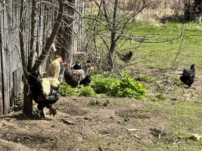 "Я живу, як в раю…" : історія двох мешканців майже зниклого села Бездрицької громади на Сумщині "Я живу, як в раю…" : історія двох мешканців майже зниклого села Бездрицької громади на Сумщині