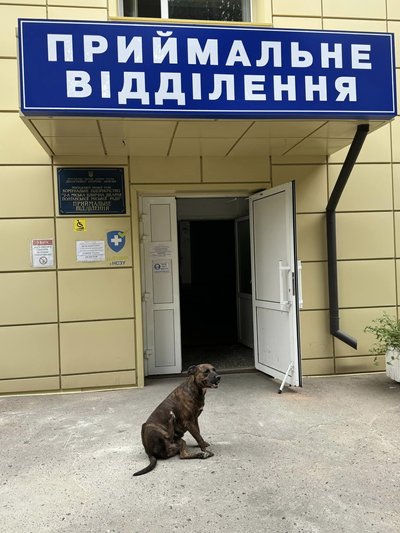 У Полтаві пес чекав свого господаря біля лікарні три дні У Полтаві пес чекав свого господаря біля лікарні три дні