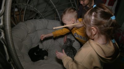 Хмельницьке котокафе прихистило бездомних тварин