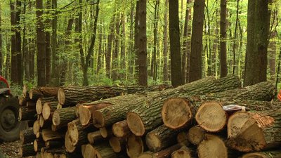 Дрова у лісі Дрова у лісі