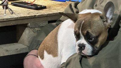 Чотиримісячний французький бульдог Буча Донецька область Чотиримісячний французький бульдог Буча Донецька область