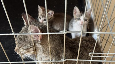 Кошенята та кішка у прихистку Дружківка Донецька область 16 серпня 2025 рік Кошенята та кішка у прихистку Дружківка Донецька область 16 серпня 2025 рік