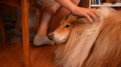 "Він плакав, бо від нього відмовились": як черкащанка наважилась на всиновлення дитини після смерті сина "Він плакав, бо від нього відмовились": як черкащанка наважилась на всиновлення дитини після смерті сина