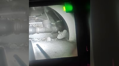 Нечистоти у підвалі та щури в квартирі. Нечистоти у підвалі та щури в квартирі.