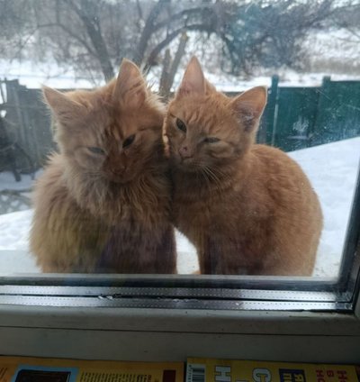 Коти на підвіконні Коти на підвіконні
