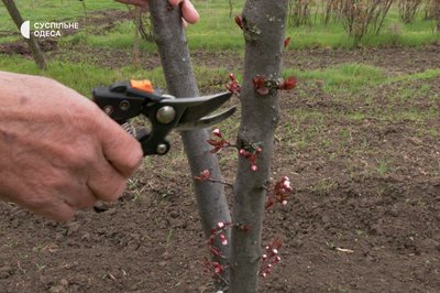 "Третя весна без сина": як на Одещині доглядають сад загиблого військового Бориса Айзенберга "Третя весна без сина": як на Одещині доглядають сад загиблого військового Бориса Айзенберга
