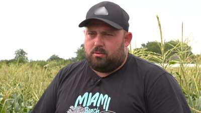 Ракель та Камберленд: два сорти солодкої кукурудзи вирощує родина з Черкащини Ракель та Камберленд: два сорти солодкої кукурудзи вирощує родина з Черкащини