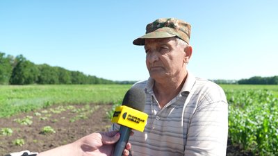 "Збір зерна буде меншим": чи буде Сумщина з урожаєм