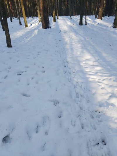 У Нацпарку на Рівненщині вперше у фотопаску потрапила сарна У Нацпарку на Рівненщині вперше у фотопаску потрапила сарна