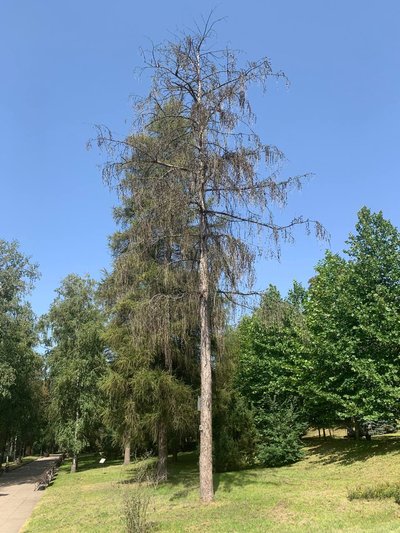 У парку Житомира зріжуть понад 40 аварійних дерев та пів тисячі кущів самшиту У парку Житомира зріжуть понад 40 аварійних дерев та пів тисячі кущів самшиту