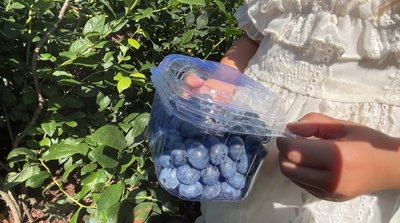 Понад 1800 кущів лохини вирощує біля дому подружжя з Володимирця на Рівненщині
